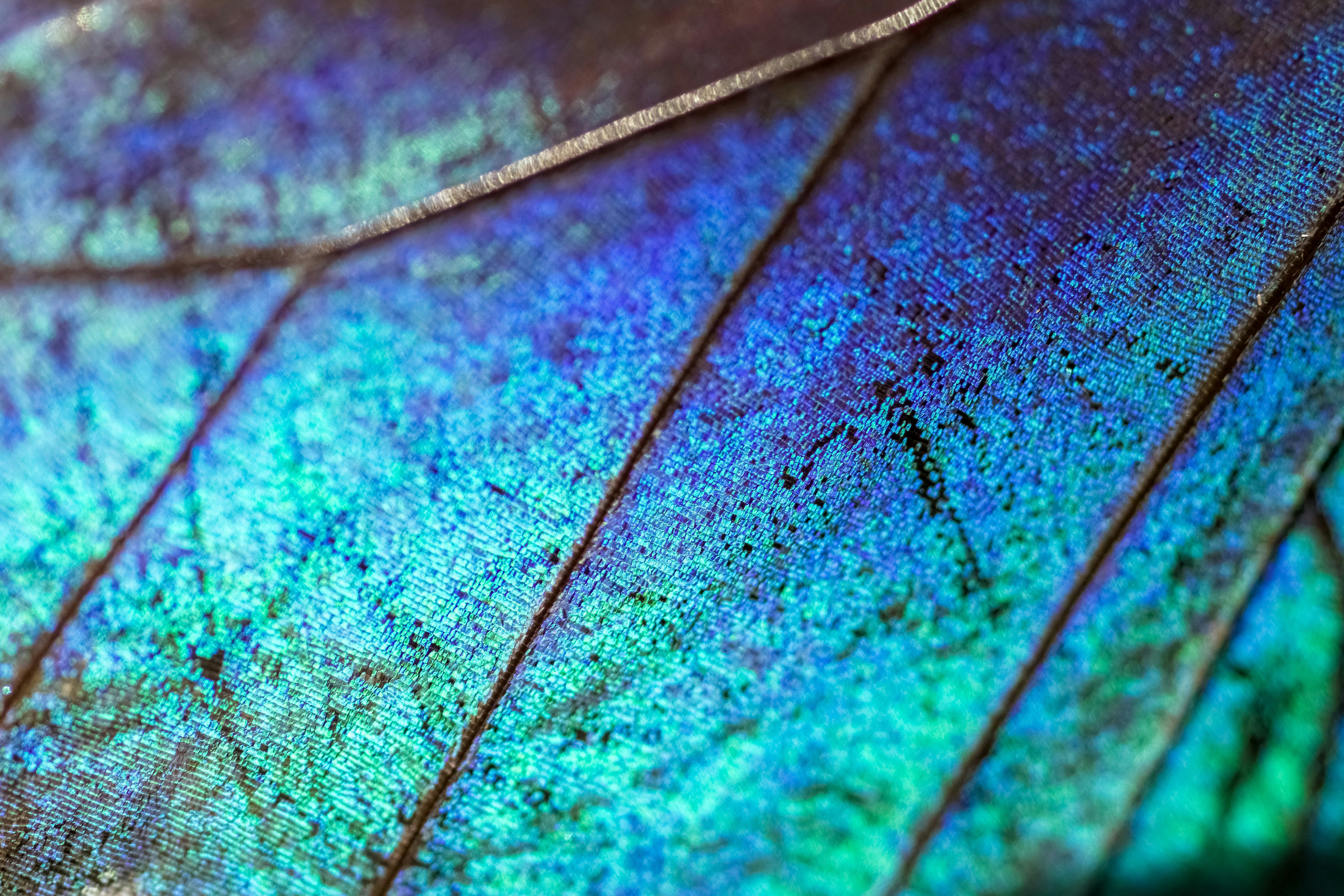 blue and red textile in close up photography